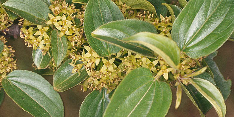 Common buckthorn – description, flowering period and general distribution in Saskatchewan. flowering plant