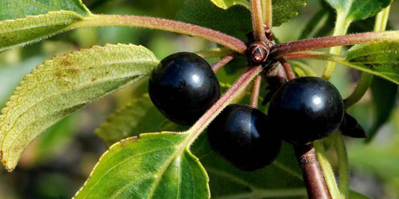 Rhamnus cathartica – description, flowering period. berries close up
