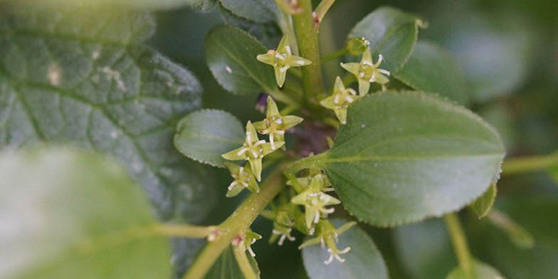 Rhamnus cathartica – description, flowering period. young flowers on a branch, the beginning of flowering