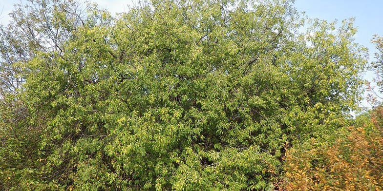 Common buckthorn – description, flowering period and general distribution in Saskatchewan. plant in early fall