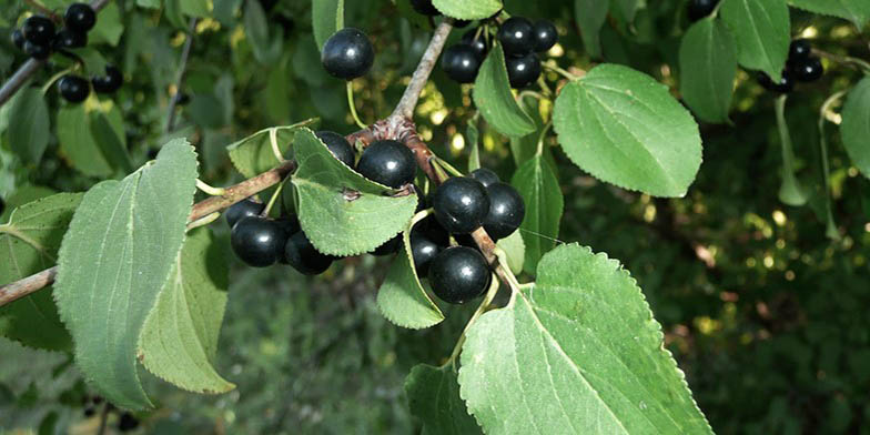 European buckthorn – description, flowering period and general distribution in Saskatchewan. black berries on a branch with green leaves