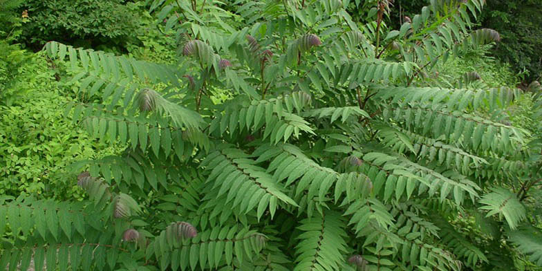 Rhus glabra – description, flowering period and general distribution in Kansas. young green leaves