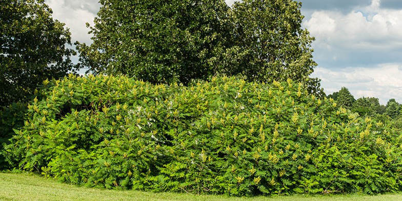 Western sumac – description, flowering period and general distribution in New Hampshire. large shrub in the forest