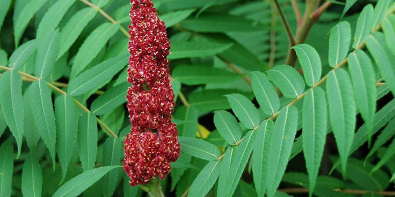 Rhus glabra – description, flowering period and general distribution in New Mexico. big red flower