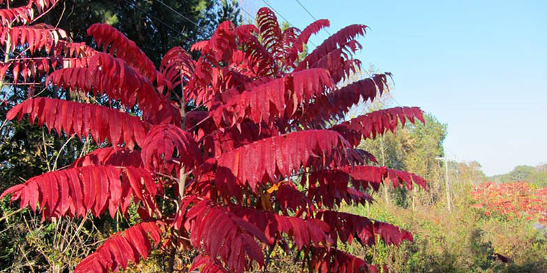 Western sumac – description, flowering period and general distribution in New Hampshire. autumn leaves