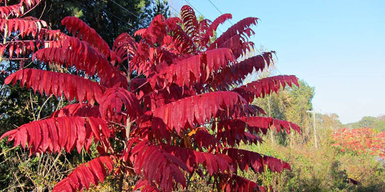 Rhus glabra – description, flowering period and general distribution in Michigan. autumn leaves