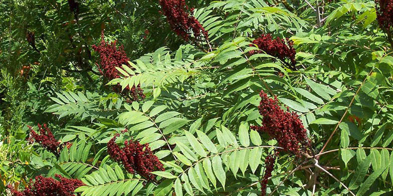 Western sumac – description, flowering period and general distribution in New Hampshire. flowering bush