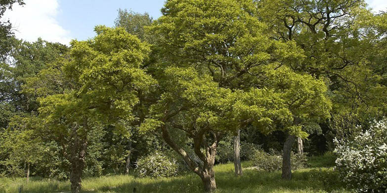 False acacia – description, flowering period and general distribution in Rhode Island. The plants bloom in a forest grove