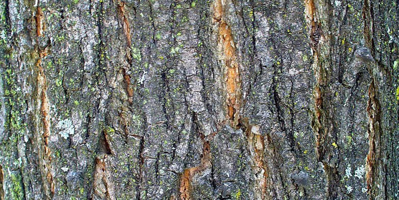 Robinia pseudoacacia – description, flowering period and general distribution in North Dakota. Stem with characteristic bark