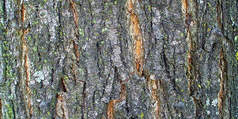 Black locust – description, flowering period and general distribution in Arkansas. Stem with characteristic bark