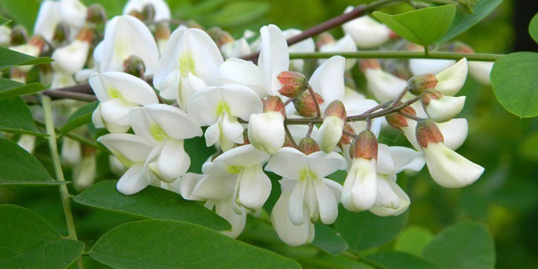 Green locust – description, flowering period and general distribution in Nebraska. Branch with flowers