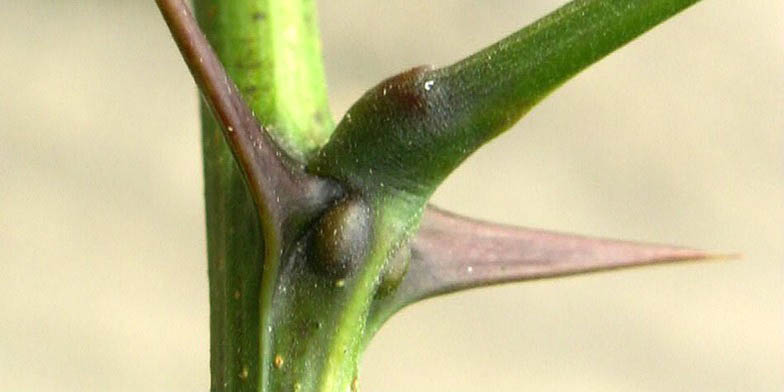 Green locust – description, flowering period and general distribution in British Columbia. Plant has sharp needles