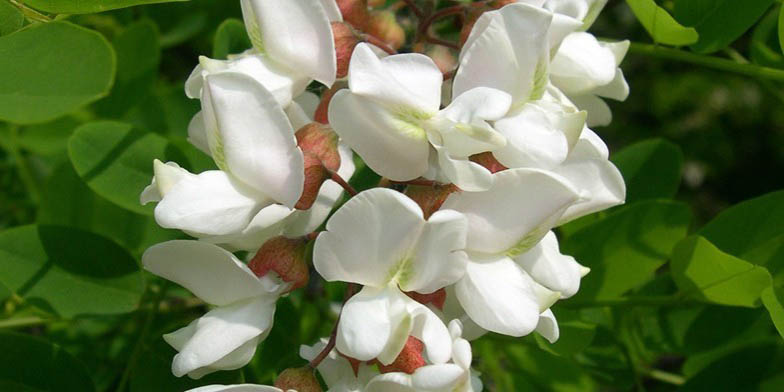 False acacia – description, flowering period and general distribution in Illinois. Flowers close-up