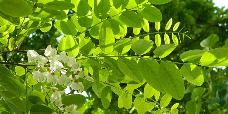 False acacia – description, flowering period and general distribution in Utah. This spring honey plant having beautiful flowers and small, oblong leaves of a rounded shape