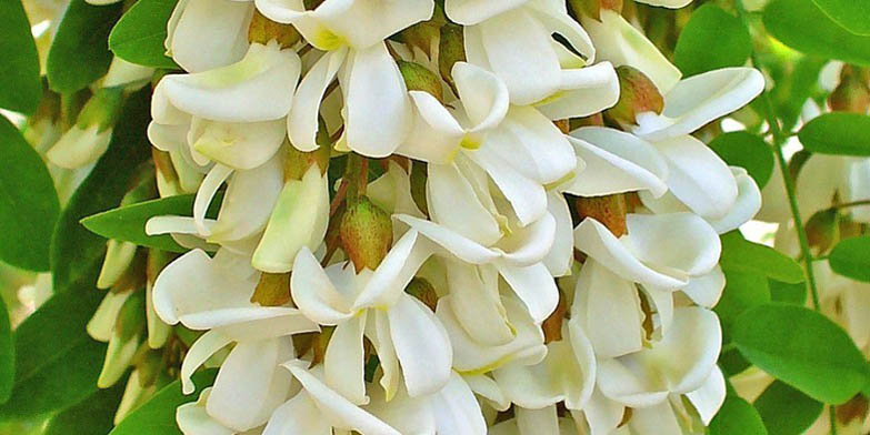 False acacia – description, flowering period and general distribution in Illinois. Flowers awaiting for bees