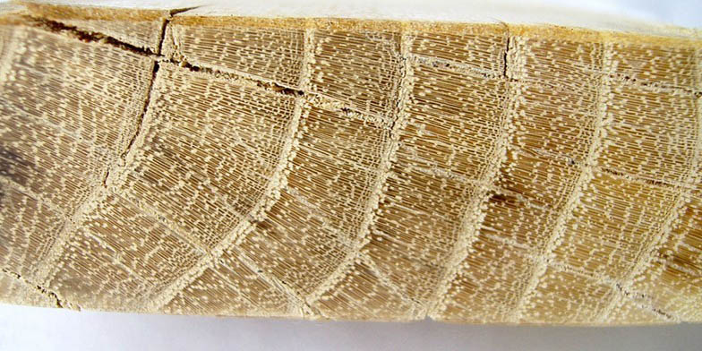False acacia – description, flowering period and general distribution in Illinois. A section of the trunk, has a specific pattern