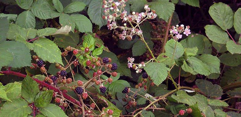 Rubus discolor – description, flowering period and general distribution in Montana. Himalayan blackberry blooming branch and branch with fruits