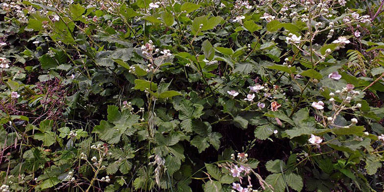 Rubus armeniacus – description, flowering period. Rubus armeniacus (Himalayan blackberry) flowering bushes