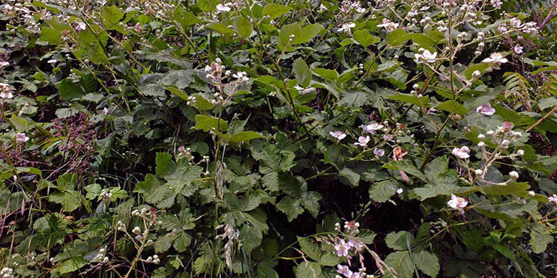 Rubus discolor – description, flowering period and general distribution in Montana. Rubus armeniacus (Himalayan blackberry) flowering bushes