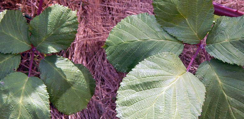 Rubus discolor – description, flowering period and general distribution in Idaho. Rubus armeniacus (Himalayan blackberry) plant against the background of last year's grass