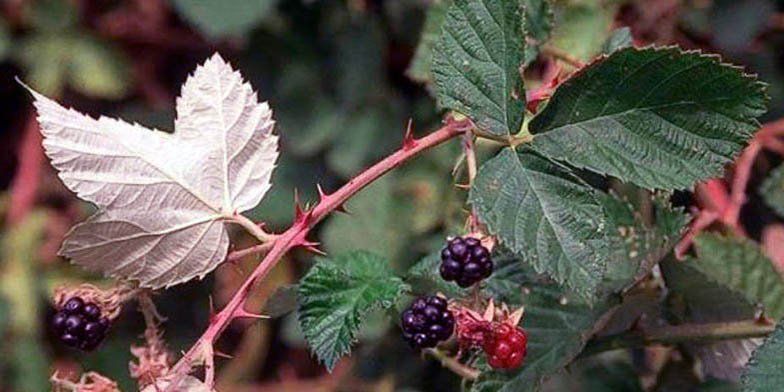 Rubus procerus – description, flowering period and general distribution in California. Himalayan blackberry fruits and spines