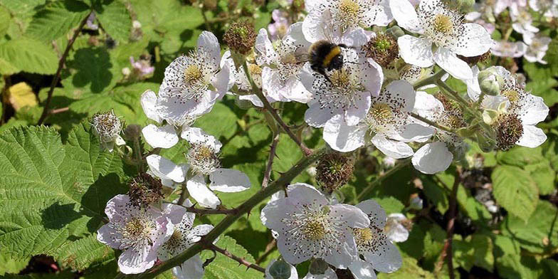 Himalayan blackberry – description, flowering period. Rubus armeniacus (Himalayan blackberry) branch with flowers. Bumblebee collects nectar.