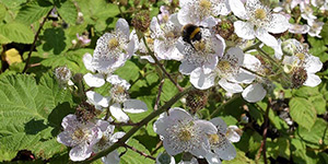 Rubus armeniacus – description, flowering period and time in Colorado, Rubus armeniacus (Himalayan blackberry) branch with flowers. Bumblebee collects nectar..