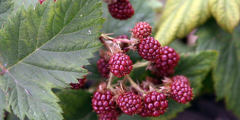 Smooth blackberry – description, flowering period and general distribution in District of Columbia. ripe berries, a beautiful bunch