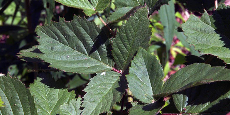 Rubus canadensis – description, flowering period and general distribution in South Carolina. sheets close up