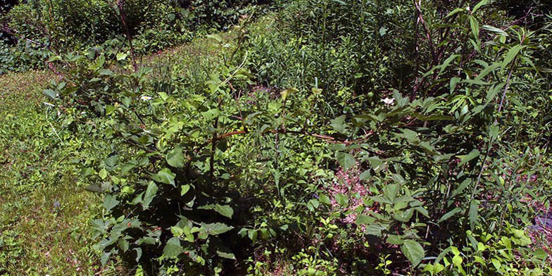 Canadian blackberry – description, flowering period and general distribution in Massachusetts. bushes on a small slope in the forest