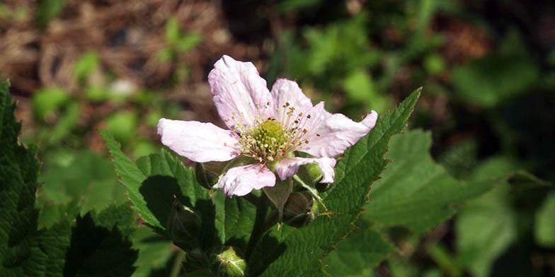 Rubus canadensis – description, flowering period. pink flower close-up