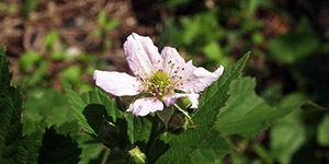 Rubus canadensis – description, flowering period and time in Wisconsin, pink flower close-up.