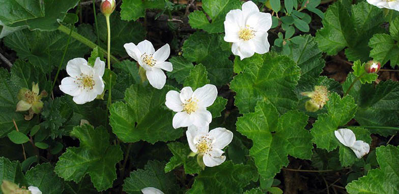 Low-bush salmonberry – description, flowering period and general distribution in Saskatchewan. Rubus chamaemorus (Cloudberry, Bakeapple) blooming flowers of perfect form