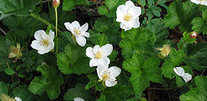 Rubus chamaemorus – description, flowering period and time in Yukon Territory, Rubus chamaemorus (Cloudberry, Bakeapple) blooming flowers of perfect form.