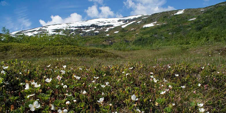 Cloudberry – description, flowering period and general distribution in Newfoundland & Labrador. Rubus chamaemorus (Cloudberry, Bakeapple) field in the mountains, behind the snow-capped peaks and clouds