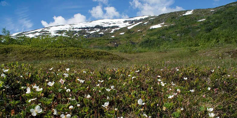 Averin – description, flowering period and general distribution in Alaska. Rubus chamaemorus (Cloudberry, Bakeapple) field in the mountains, behind the snow-capped peaks and clouds