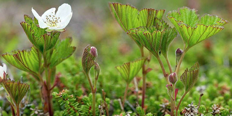 Knotberry – description, flowering period and general distribution in Ontario. Rubus chamaemorus (Cloudberry, Bakeapple) flower buds and flower, unusual perspective