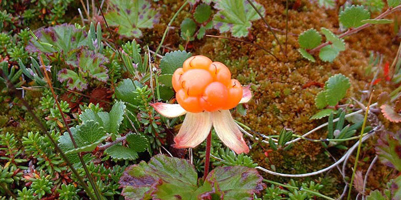 Aqpik – description, flowering period and general distribution in Quebec. Rubus chamaemorus (Cloudberry, Bakeapple) single berry