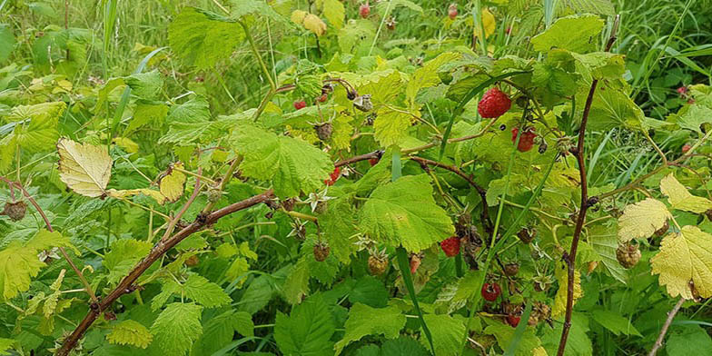 Brilliant red raspberry – description, flowering period and general distribution in West Virginia. Rubus idaeus (Raspberry) branches with green and ripe fruits.