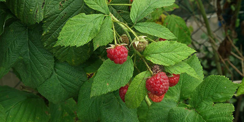 Red raspberry – description, flowering period and general distribution in California. Rubus idaeus (Raspberry) beautiful, ripe fruit