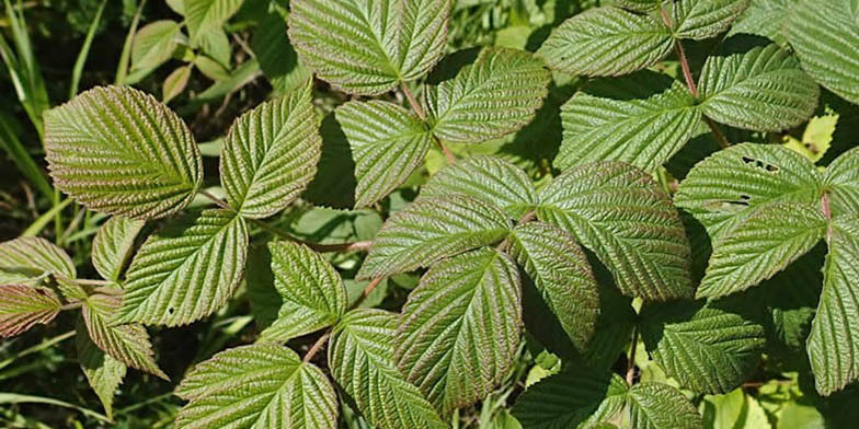 Brilliant red raspberry – description, flowering period and general distribution in Montana. Rubus idaeus (Raspberry) green leaves with a characteristic texture