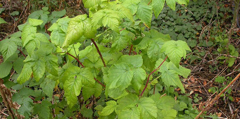 Smoothleaf red raspberry – description, flowering period and general distribution in Massachusetts. Rubus idaeus (Raspberry) small bush in spring
