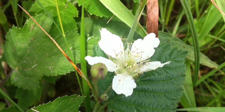 Brilliant red raspberry – description, flowering period and general distribution in Minnesota. Rubus idaeus (Raspberry) large, beautiful flower