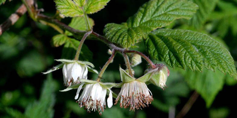 American red raspberry – description, flowering period and general distribution in Illinois. Rubus idaeus (Raspberry) little flowers