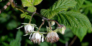 Rubus idaeus – description, flowering period and time in Michigan, Rubus idaeus (Raspberry) little flowers.