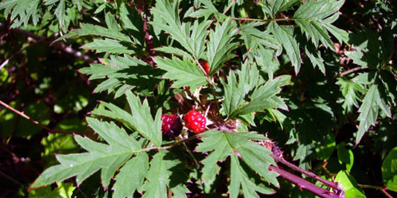 Rubus laciniatus – description, flowering period and general distribution in British Columbia. berries in the ripening process