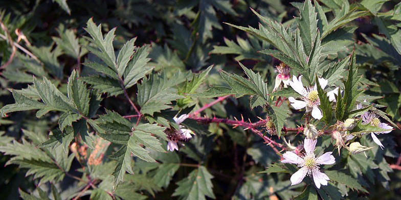 Rubus laciniatus – description, flowering period and general distribution in California. large and beautiful flowers