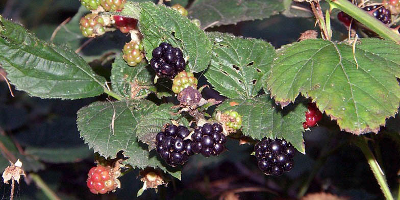 Evergreen blackberry – description, flowering period and general distribution in British Columbia. black berries glisten in the sun