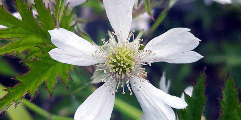 Rubus laciniatus – description, flowering period. flower close up