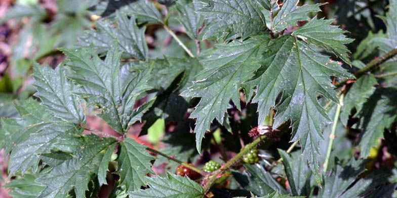 Rubus laciniatus – description, flowering period. green shrub with young fruits in summer